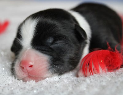 Les chiots de Berger Australien