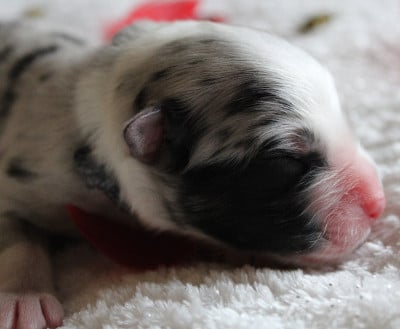 Les chiots de Berger Australien