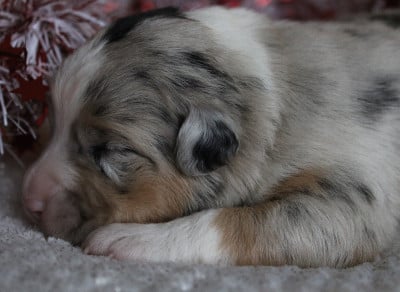 Les chiots de Berger Australien