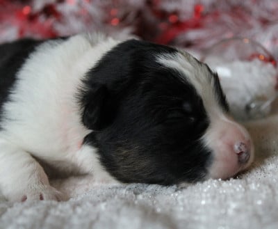 Les chiots de Berger Australien