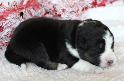 Les chiots de Berger Australien