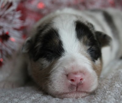 Les chiots de Berger Australien