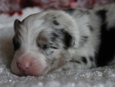 Les chiots de Berger Australien