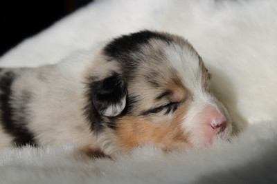 Les chiots de Berger Australien