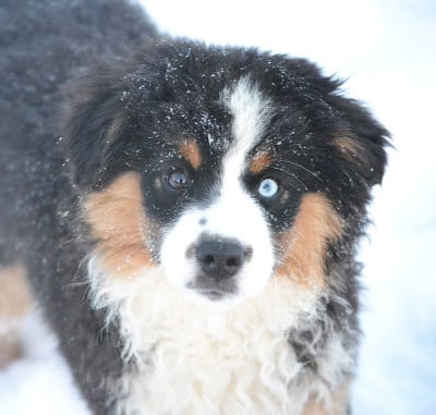 Les chiots de Berger Américain Miniature 