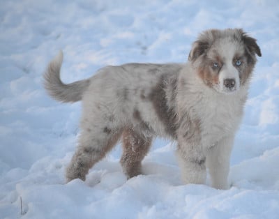 Les chiots de Berger Américain Miniature 