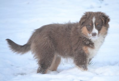 Les chiots de Berger Américain Miniature 