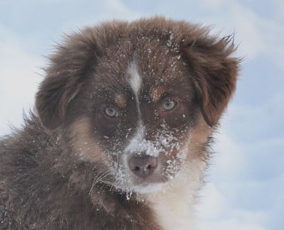 Les chiots de Berger Américain Miniature 