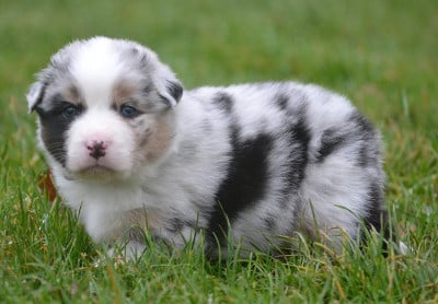 Les chiots de Berger Australien
