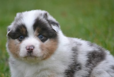 Les chiots de Berger Australien