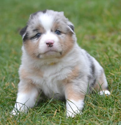 Les chiots de Berger Australien