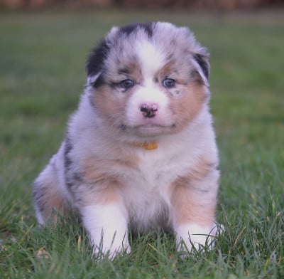 Les chiots de Berger Australien