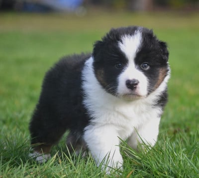 Les chiots de Berger Australien