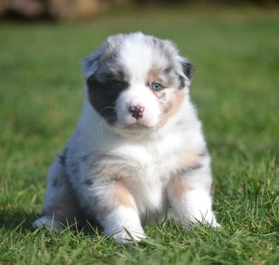 Les chiots de Berger Australien