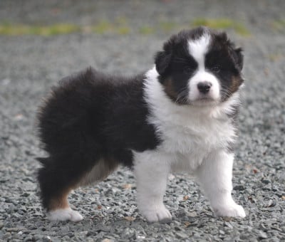 Les chiots de Berger Australien