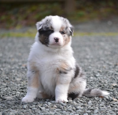 Les chiots de Berger Australien