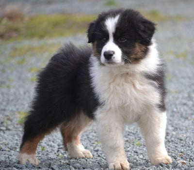Les chiots de Berger Australien