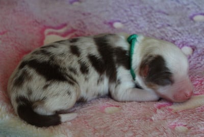 Berger Américain Miniature 