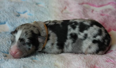 Collier jaune - Berger Américain Miniature 