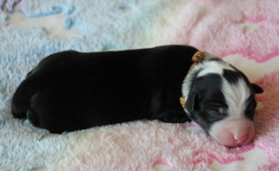 Collier marron - Berger Américain Miniature 