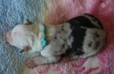 Collier turquoise - Berger Américain Miniature 