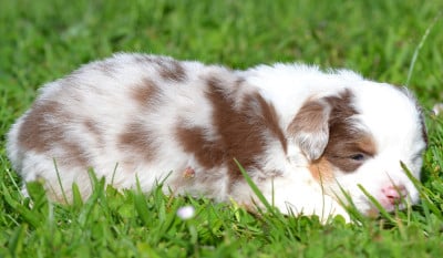 Les chiots de Berger Américain Miniature