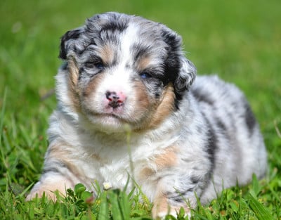Les chiots de Berger Américain Miniature