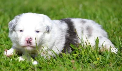 Les chiots de Berger Américain Miniature
