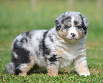 Les chiots de Berger Américain Miniature 