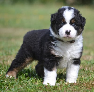 Les chiots de Berger Américain Miniature 