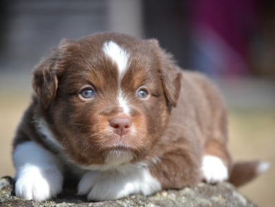 Les chiots de Berger Américain Miniature 