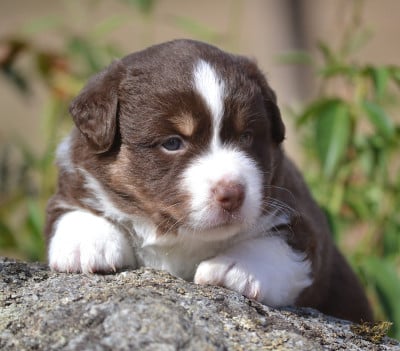 Les chiots de Berger Américain Miniature 
