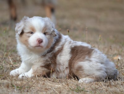 Les chiots de Berger Américain Miniature 