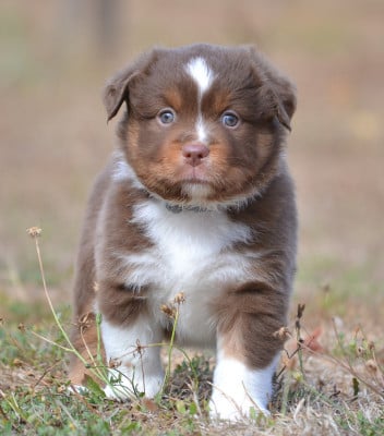 Les chiots de Berger Américain Miniature 