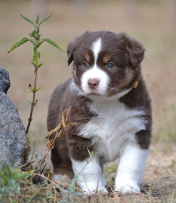 Les chiots de Berger Américain Miniature 