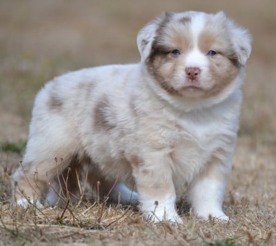 Les chiots de Berger Américain Miniature 