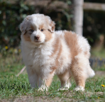 Les chiots de Berger Américain Miniature 