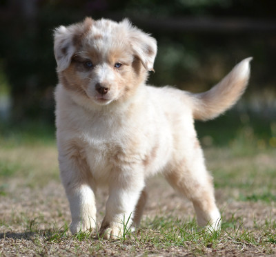Les chiots de Berger Américain Miniature 