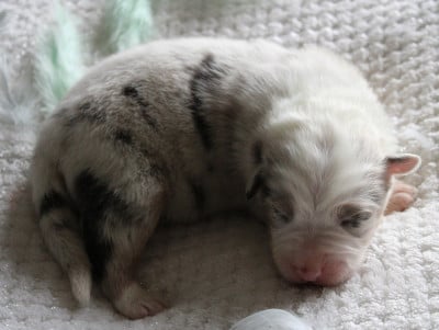 Les chiots de Berger Australien