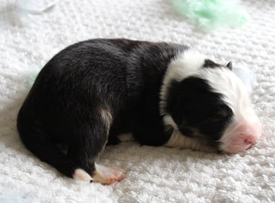 Les chiots de Berger Australien