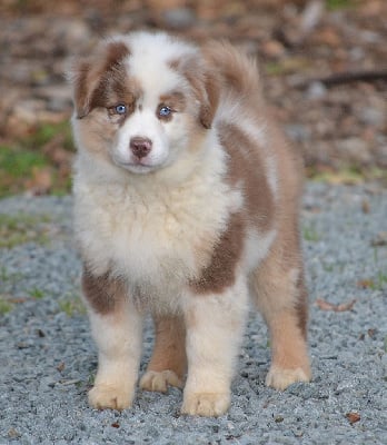 Les chiots de Berger Américain Miniature