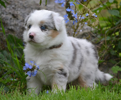 Les chiots de Berger Américain Miniature 