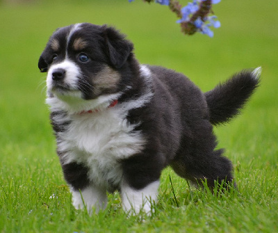 Les chiots de Berger Américain Miniature 