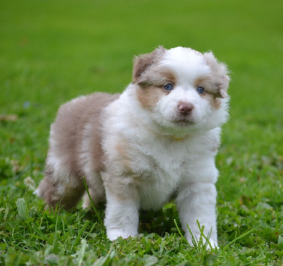 Les chiots de Berger Américain Miniature 