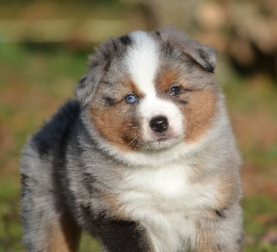 Les chiots de Berger Américain Miniature 
