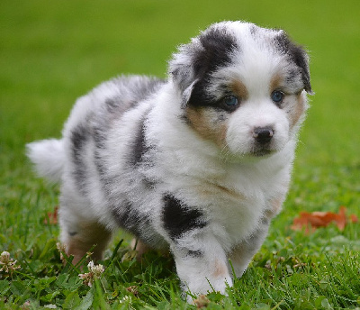 Les chiots de Berger Américain Miniature 