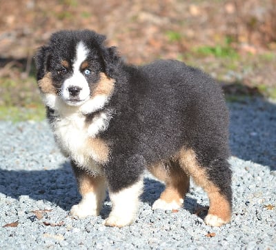 Les chiots de Berger Américain Miniature