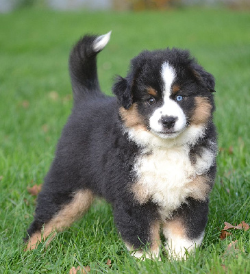 Les chiots de Berger Américain Miniature