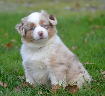 Les chiots de Berger Américain Miniature 