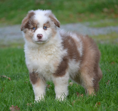 Les chiots de Berger Américain Miniature